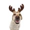 Happy dog  pet celebrating christmas wearing a reindeer antlers diadem. Isolated on white expression