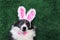 Happy dog with pink bunny ears for Easter laying on grass