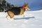 happy dog plays and jumps in the snow