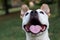 Happy Dog Portrait, springtime in the public park