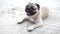 Happy dog pug breed lying on beach