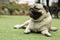 Happy Dog Pug Breed lying smile and relax on meadow fields