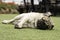 Happy Dog Pug Breed Sleep lying and relax on meadow fields