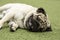 Happy Dog Pug Breed Sleep lying and relax on meadow fields