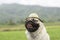 Happy Dog Pug Breed wearing farmer hat smile with rice fields with mountain in background