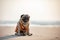 Happy dog pug breed wearing life jacket and sitting on beach