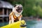 Happy dog pug breed wearing life jacket and standing on kayak