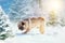 Happy dog pug is plays in the snow in winter forest landscape. Scenic image of spruces tree. Frosty day, calm wintry scene. Great