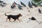 Happy dog puppy chasing pigeons freedom run ears funny domestic animals