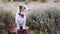 Happy dog puppy listening in the lavender flower field, pet travel, vacation or holiday in summer