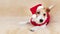 Happy dog puppy wearing red santa hat, christmas, new year holiday background