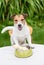 Happy dog with rawhide bone in doggy bowl on table