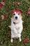 HAPPY DOG WITH A RED AUTUMN LEAF COVERED ITS HEAD AND STANDING ON TWO HIND LEGS. HIGH ANGLE VIEW