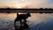 Happy dog refreshing as walking in the pond water over sunset background with reflection on the lake surface. Curious pup pet look