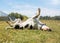 Happy dog rolling in grass with enjoying the sunny day.