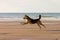 Happy dog running on the beach