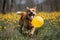 happy dog running in dandelion meadow with balloons