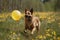 happy dog running in dandelion meadow with balloons
