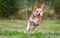 Happy dog running on full speed