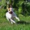 Happy dog running in grass toward camera high speed shot. Brown and white mixed breed with tongue out. Playful, young, youthful,