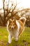 A happy dog is running by the meadow.