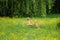 Happy dog running through a meadow with buttercups