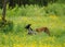 Happy dog running through a meadow with buttercups