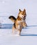 Happy dog running in the snow