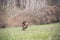 Happy dog running in a sunlit field