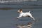 A Happy Dog runs on the beach