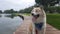 Happy dog sitting on the deck next to the lake outdoor