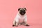Happy Dog smile on pink background,Cute Puppy pug breed happiness