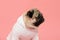 Happy Dog smile on pink background,Cute Puppy pug breed happiness on sweet color