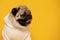 Happy Dog smile on yellow background,Cute Puppy pug breed happiness ready for summer