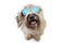 Happy dog summer going on vacations wearing colorful sunglasses. Isolated on white background. high angle view