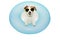 HAPPY DOG SUMMER VACATIONS. JACK RUSSELL INSIDE A INFLATABLE OR BLUE FLOAT POOL WEARING YELLOW SUNGLASSES. ISOLATED AGAINST WHITE