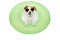 HAPPY DOG SUMMER VACATIONS. JACK RUSSELL INSIDE A INFLATABLE OR GREEN FLOAT POOL WEARING YELLOW SUNGLASSES. ISOLATED AGAINST WHITE