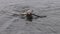 Happy dog swimming with stick in sea water