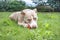 Happy dog with toy in mouth and looking at camera.