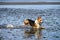 Happy dog, tri color corgi running in water at low tide on a sunny summer day, Puget Sound