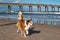 Happy dog trotting on the beach in St Augustine Florida