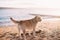 Happy dog is wagging his tail at the sandy beach on sunset background