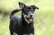 Happy dog wagging tail, Husky Shepherd mixed breed dog, pet rescue adoption photography