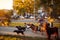 Happy dog walker walking with a group dogs in the park