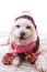 Happy Dog in warm woollen sweater and scarf