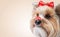 Happy dog wearing red bow celebrating Valentine day holding red heart on nose. Valentine\\\'s day, birthday.