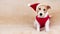 Happy dog wearing red santa hat, christmas, new year holiday background