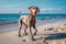 Happy dog weimaraner labrador gray color walks along the sandy beach of the ocean, sunny summer day