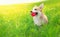 Happy dog Welsh Corgi Pembroke on grass playing with ball in summer sunny