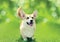 Happy dog Welsh Corgi Pembroke on the grass in sunny summer day